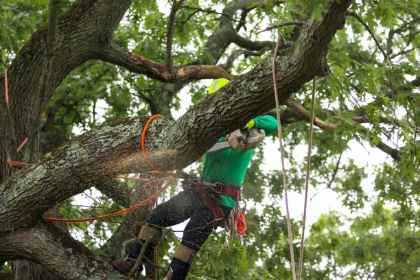 Best Lawn Maintenance Plans  in Blackville, SC