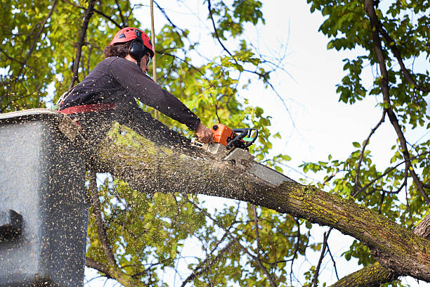 Pest Control for Lawns in Blackville, SC