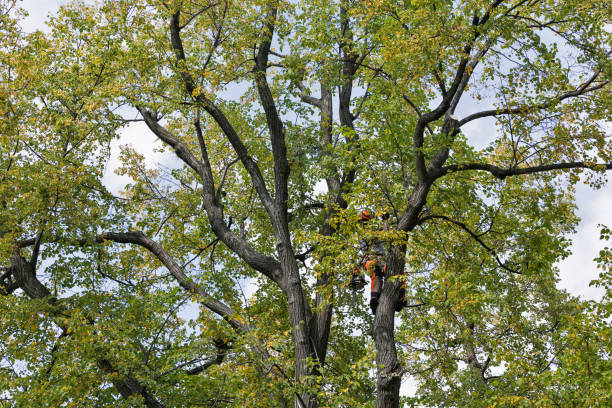 Best Tree and Shrub Care  in Blackville, SC